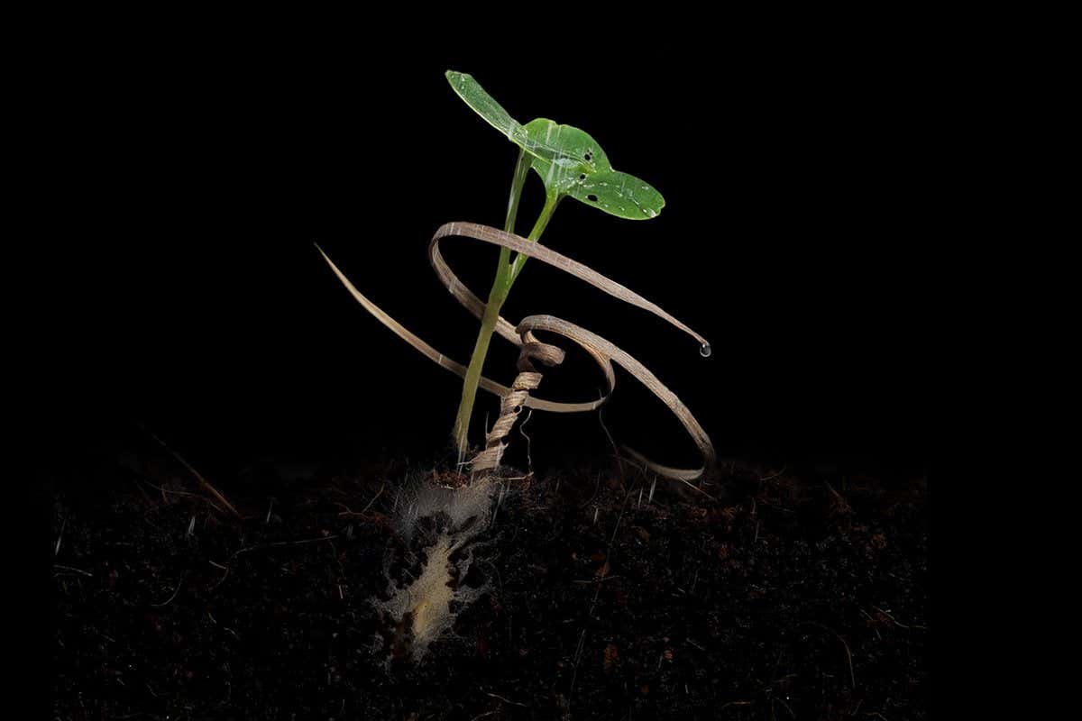 A seed growing from the wooden carrier