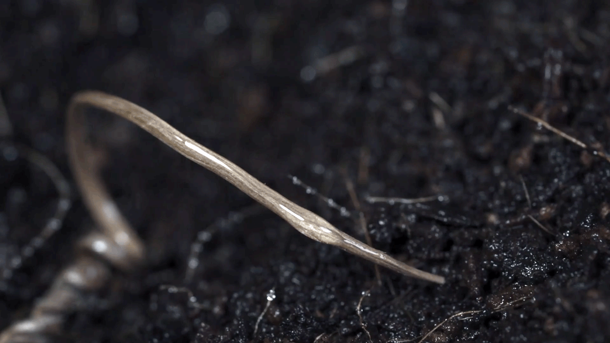 A gif of the seed corkscrewing into the ground