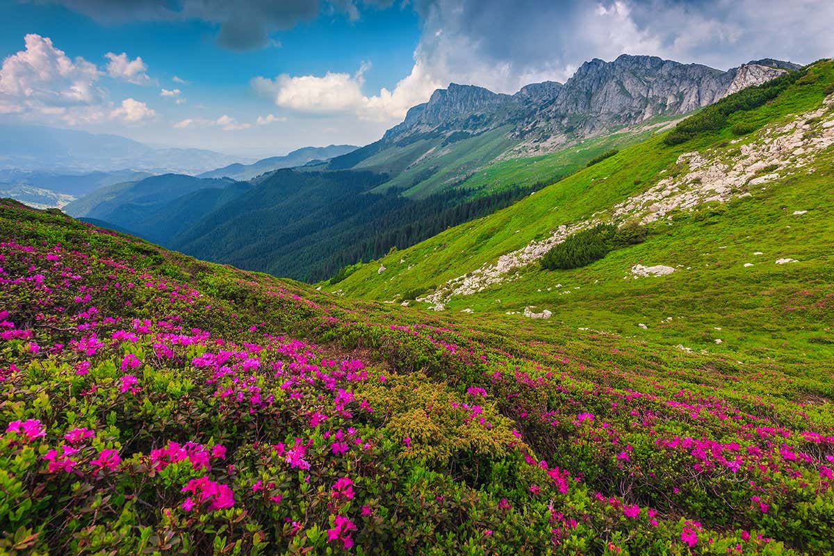 A view of mountain habitat, with blooming pink rhododendron flowers in the foreground, with grassy slopes and craggy peaks in the distance below a sky with scattered clouds