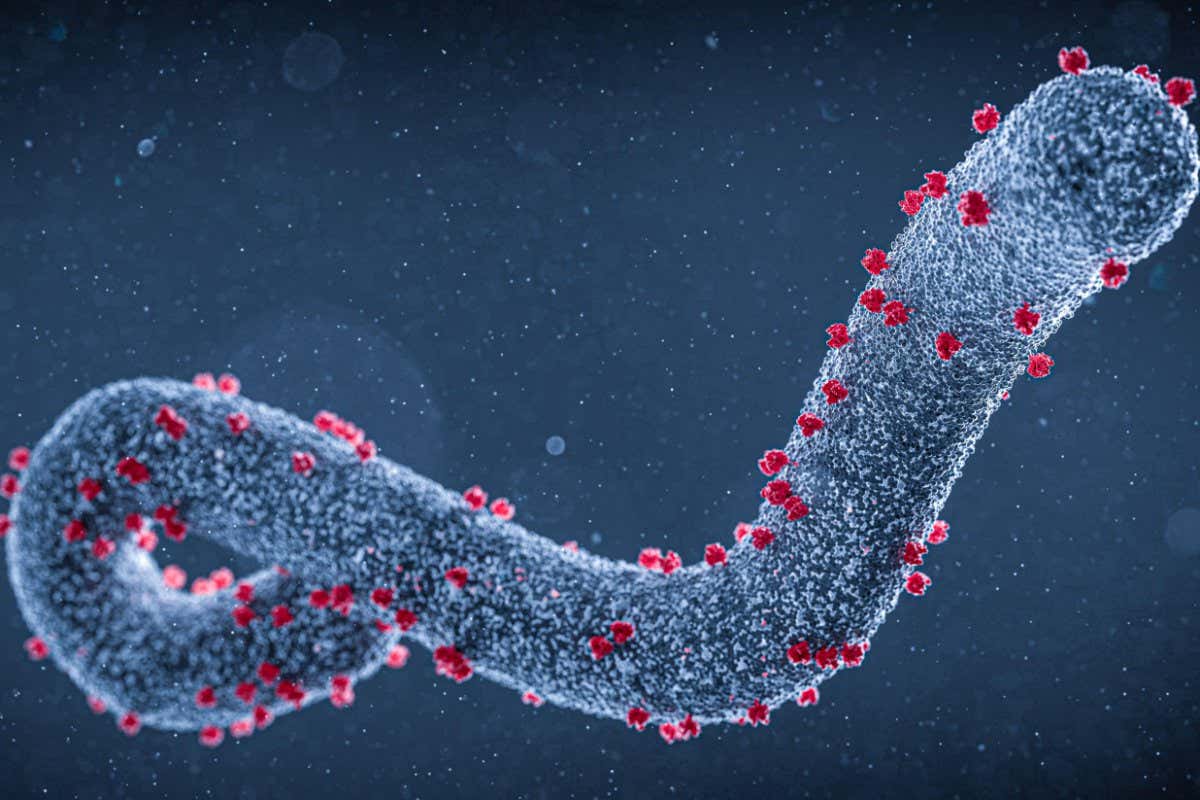 2JK2T3W Illustration of the Marburg virus, a tubular RNA (ribonucleic acid) virus which belongs to the Filoviridae family. It is responsible for Marburg haemorrhagic fever in humans. Symptoms includefever, muscle pain, rash, diarrhoea and haemorrhage.