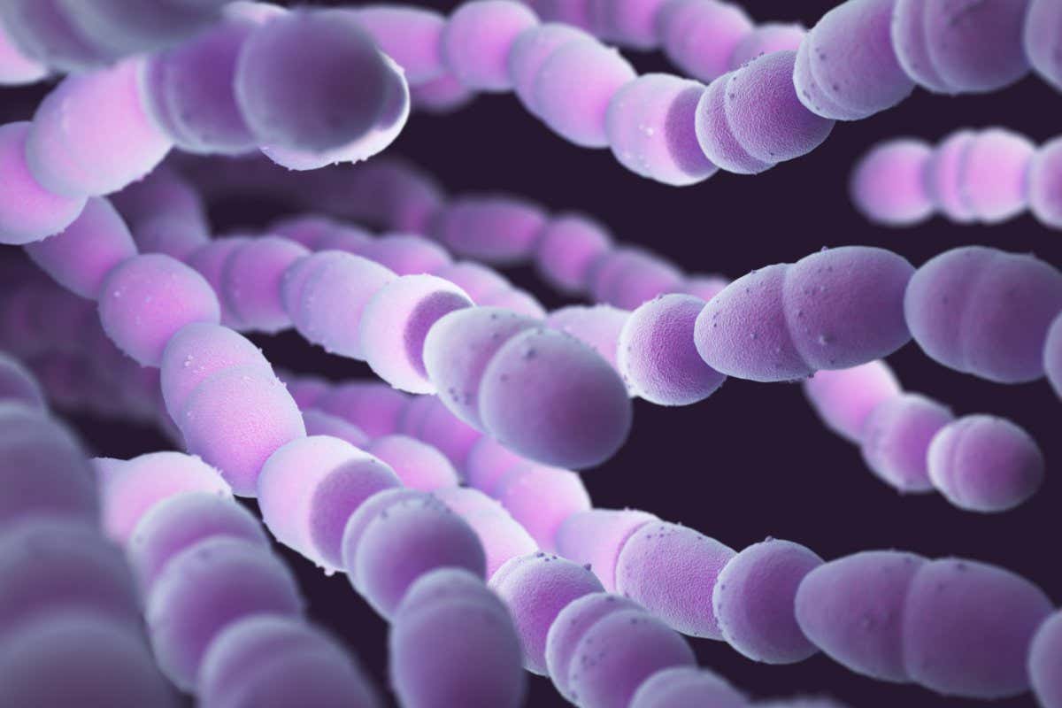 In severe cases, Streptococcus pneumoniae bacteria can cause pneumonia and serious blood infections