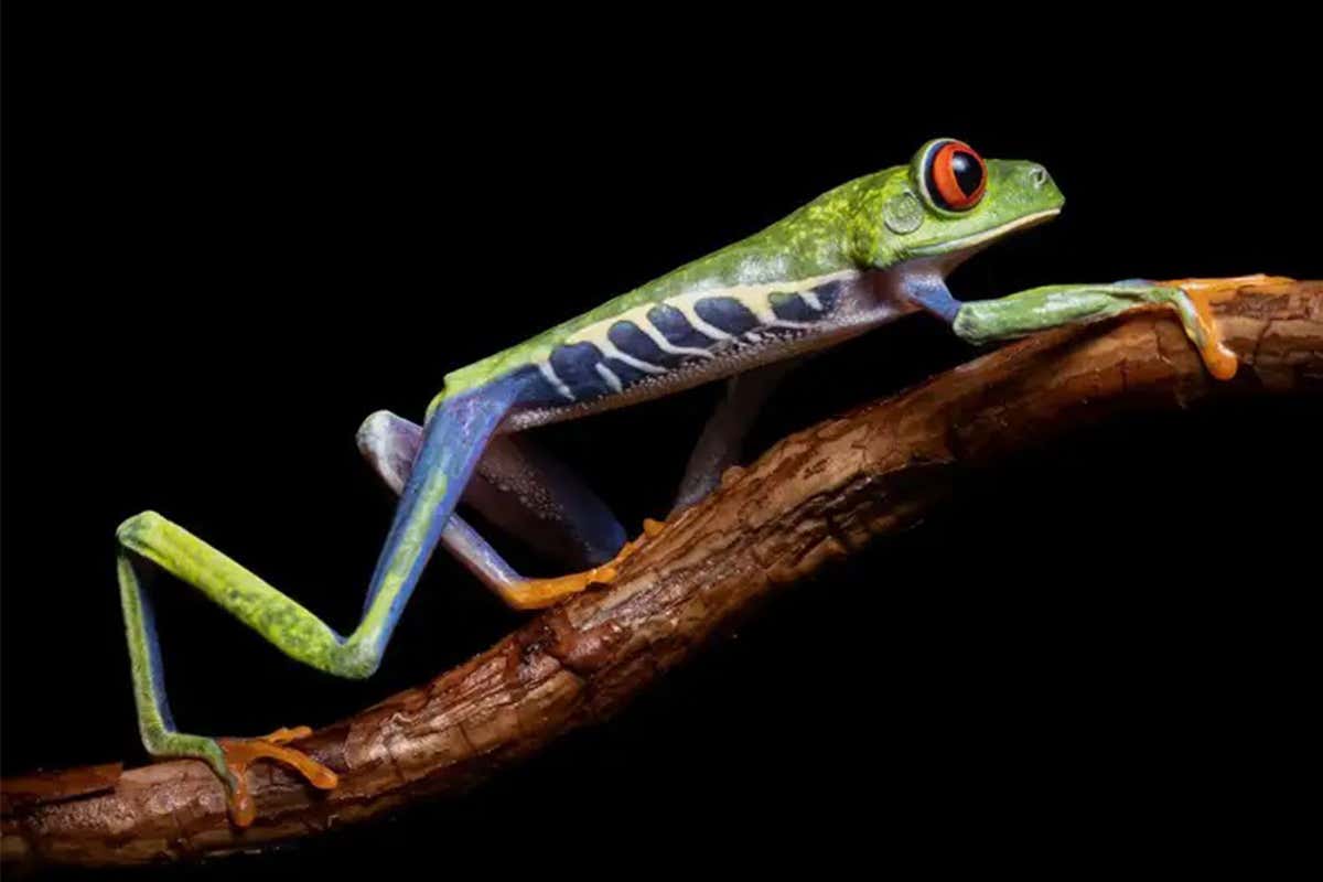 A red-eyed tree frog in its Costa Rican rainforest home