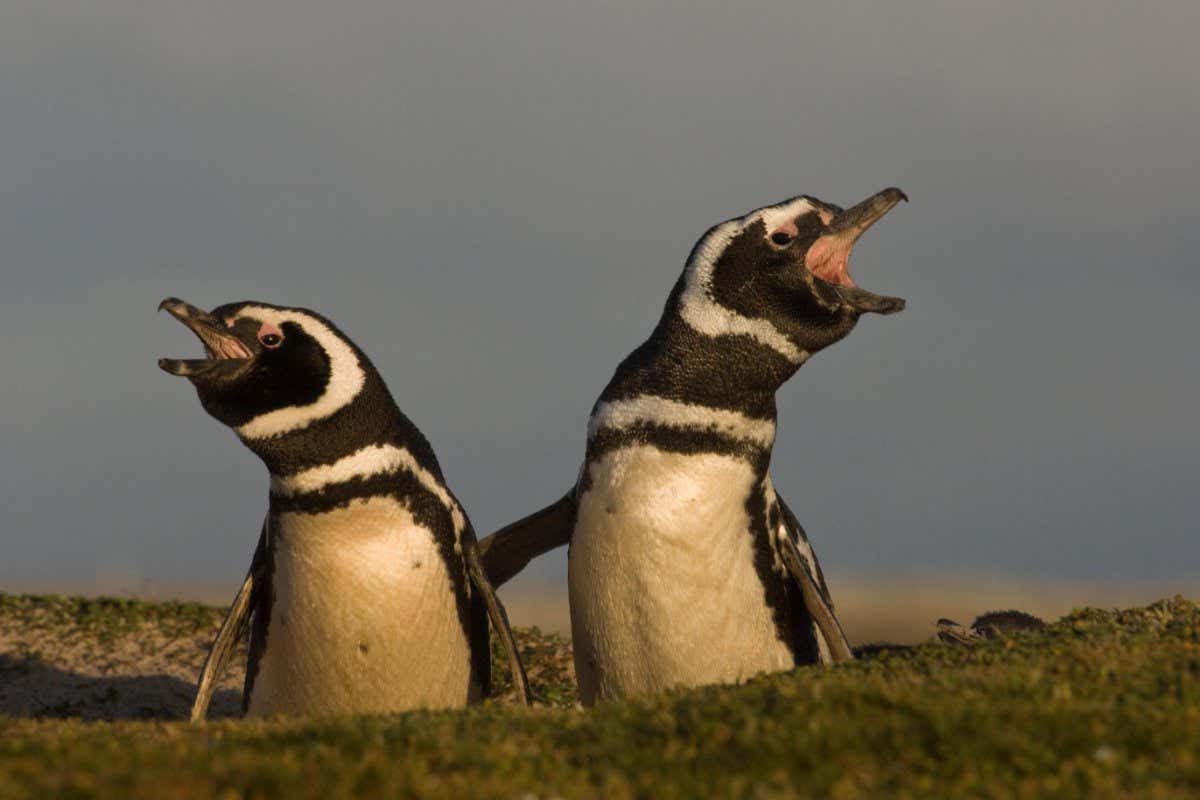 H7WWT1 Magellanic Penguin (Spheniscus magellanicus) pair calling from burrow entrance, Volunteer Point, East Falkland Island, Falkland