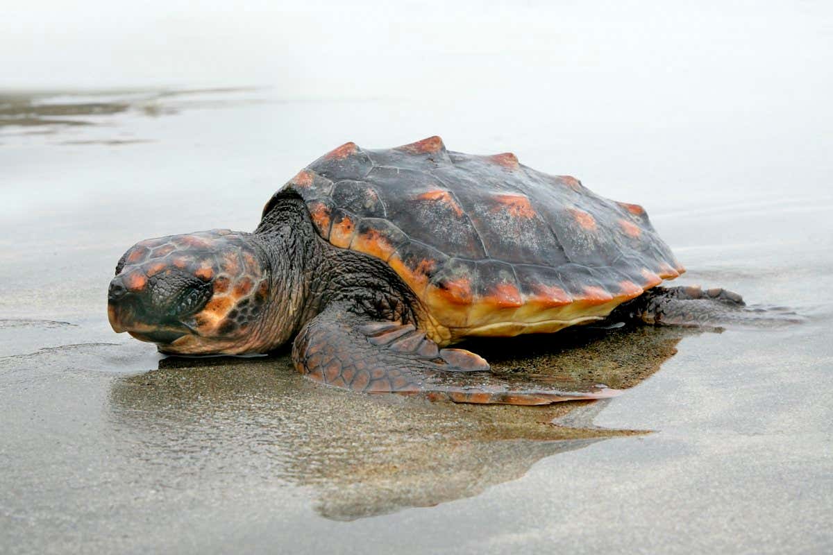 Loggerhead turtle