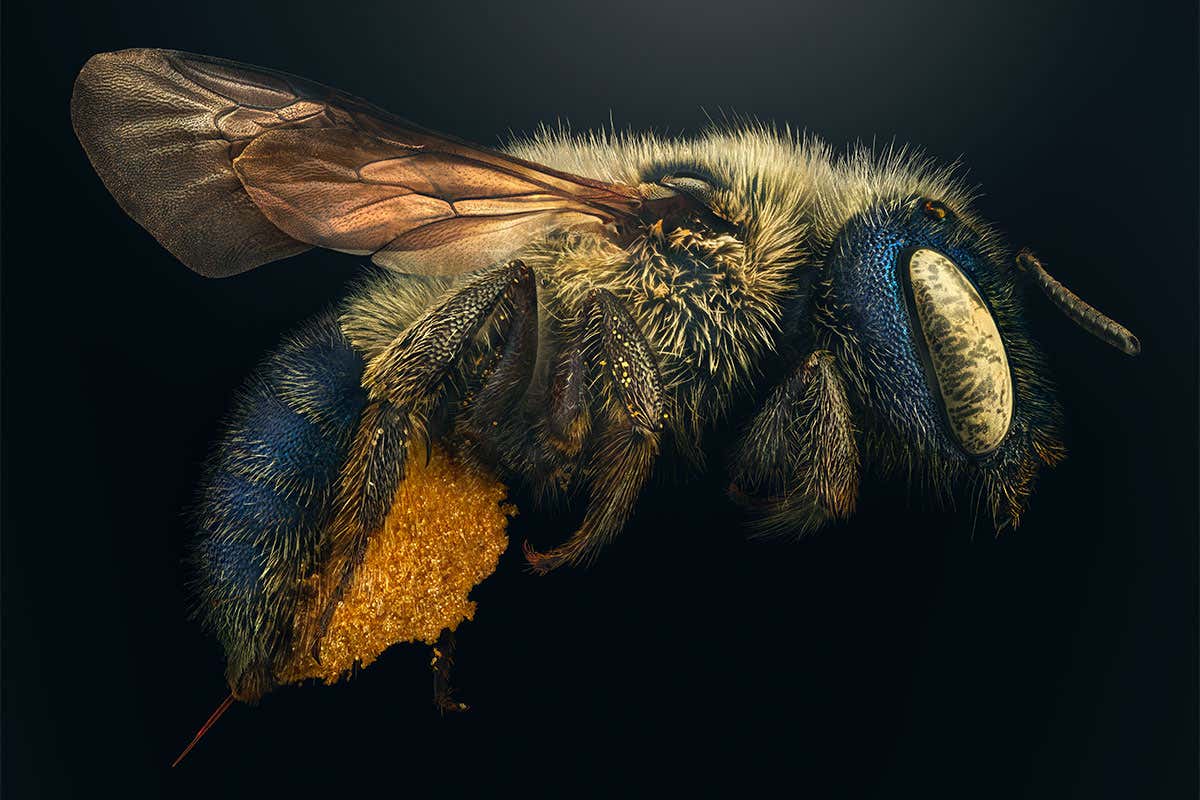 A rare blue calamintha bee photographed by Levon Biss