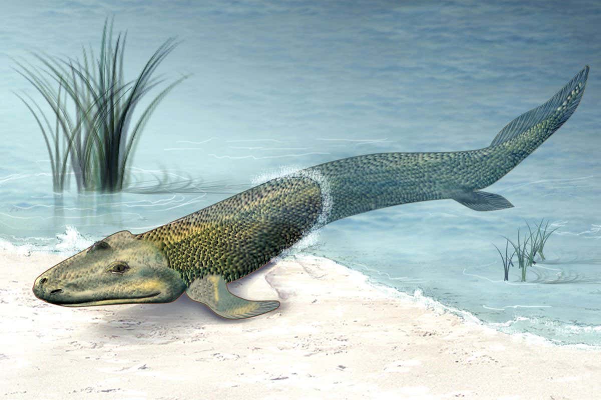 Tiktaalik, an early fish that crawled on land