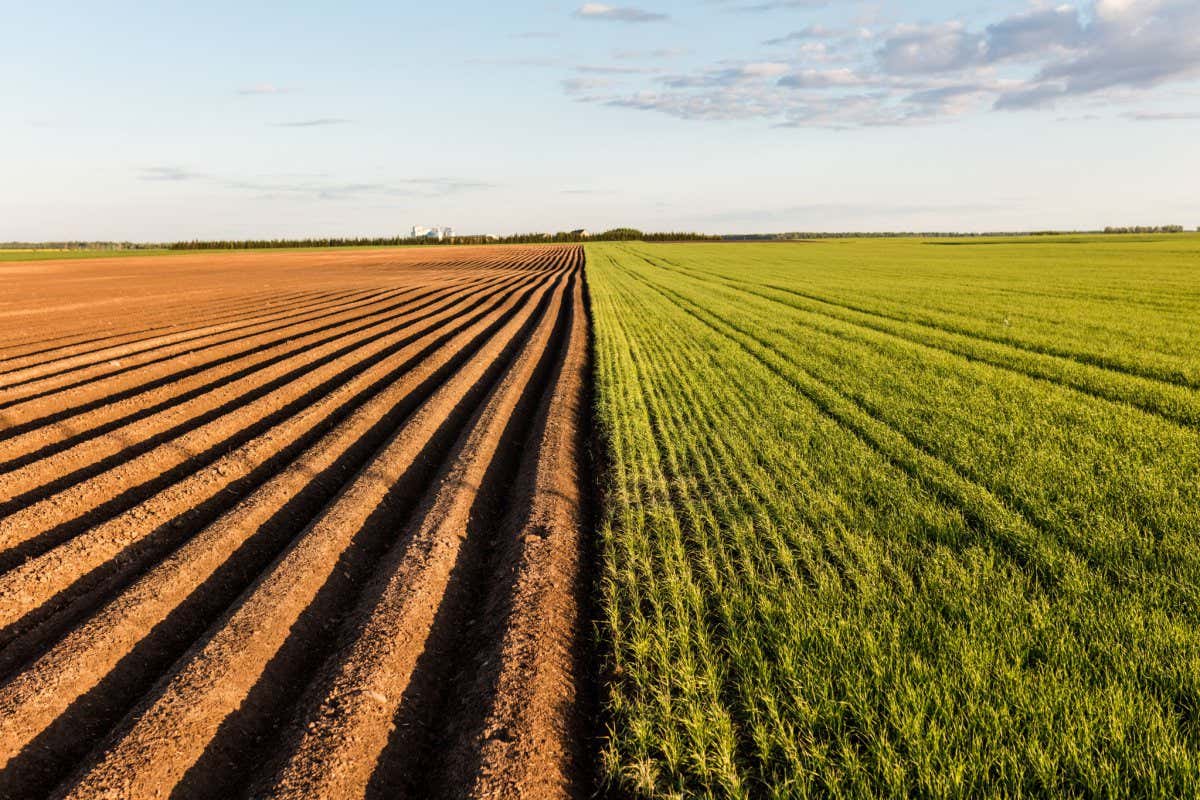 Furrows row pattern in a plowed field prepared for planting crops in spring. Growing wheat crop in springtime. Horizontal view in perspective with cloud and blue sky background.; Shutterstock ID 423151204; purchase_order: -; job: -; client: -; other: -
