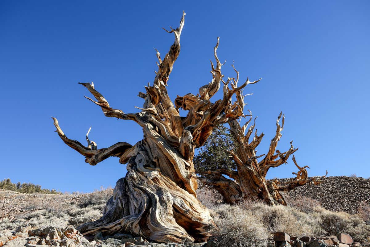 INYO COUNTY, CALIFORNIA - NOVEMBER 28: A 4,853-year-old Great Basin bristlecone pine tree known as Methuselah is growing high at Ancient Bristlecone Pine Forest in the White Mountains of Inyo County in eastern California, United States on November 28, 2021. It is also recognized as the non-clonal tree with the greatest confirmed age in the world. (Photo by Tayfun Coskun/Anadolu Agency via Getty Images)