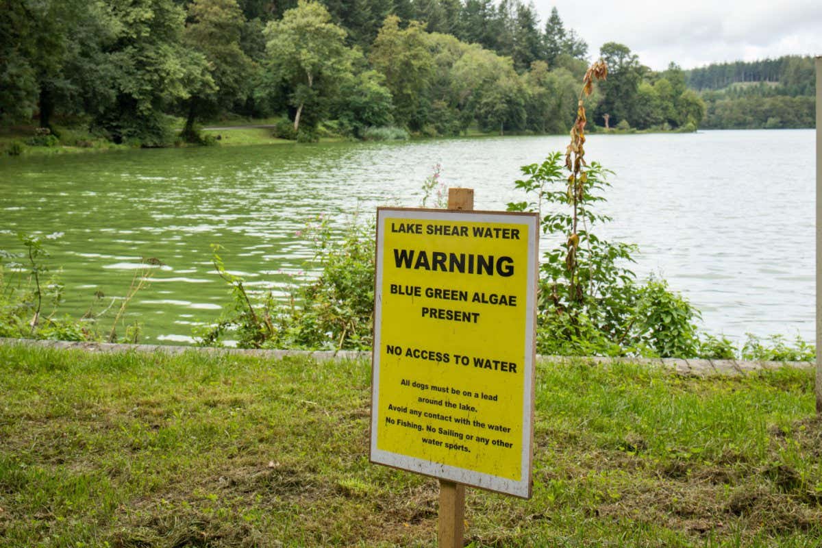 Sign warning of blue-green algae