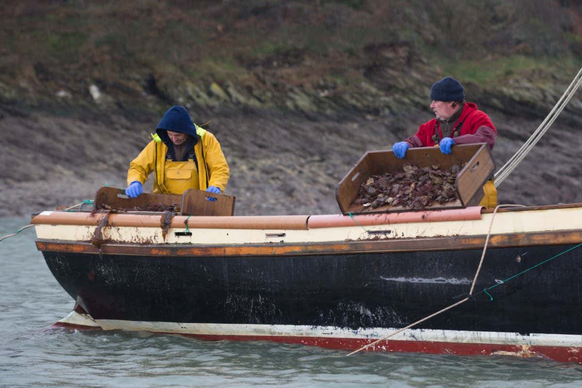 Oyster farmers