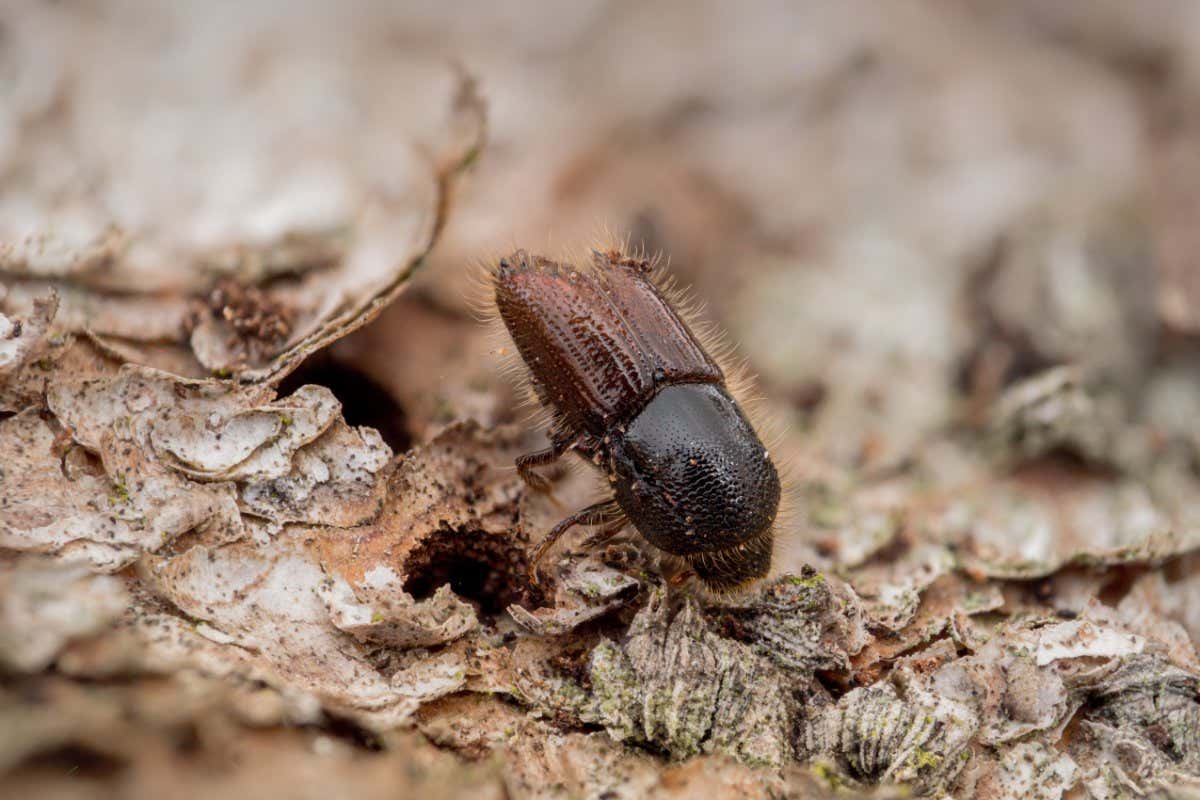 Detailed close-up of a single bark beetle on the bark of a spruce tree.; Shutterstock ID 2037509063; purchase_order: -; job: -; client: -; other: -