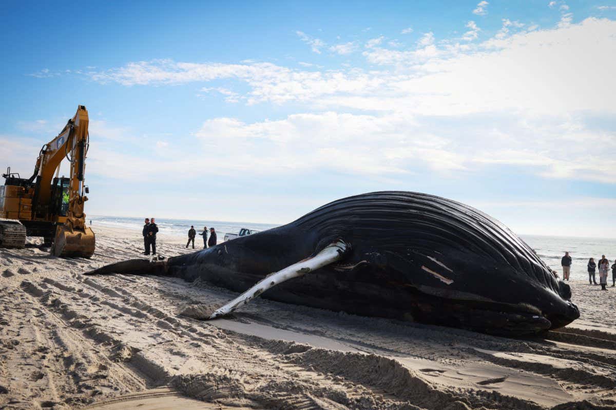 2MN9J35 A dead male humpback whale that, according tor town officials, washed ashore overnight is pictured on Long Island's south facing shore in Lido Beach, New York, U.S., January 30, 2023. REUTERS/Mike Segar