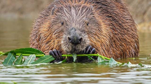 New Scientist. Science news and long reads from expert journalists, covering developments in science, technology, health and the environment on the website and the magazine.