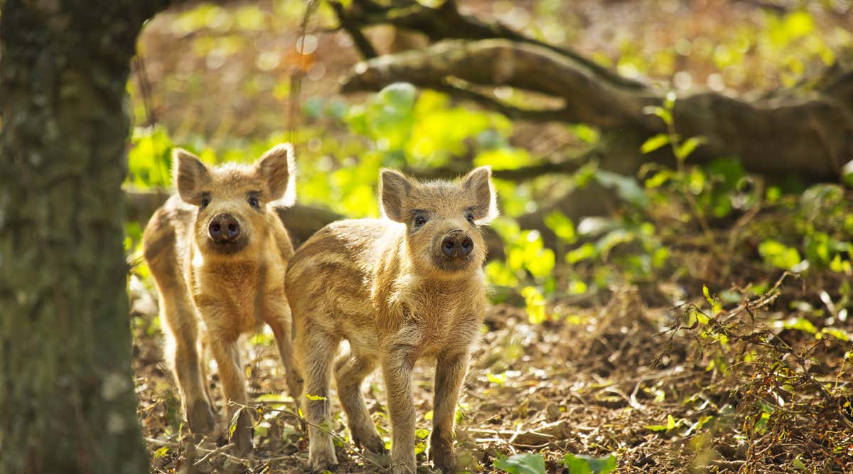 New Scientist. Science news and long reads from expert journalists, covering developments in science, technology, health and the environment on the website and the magazine.
