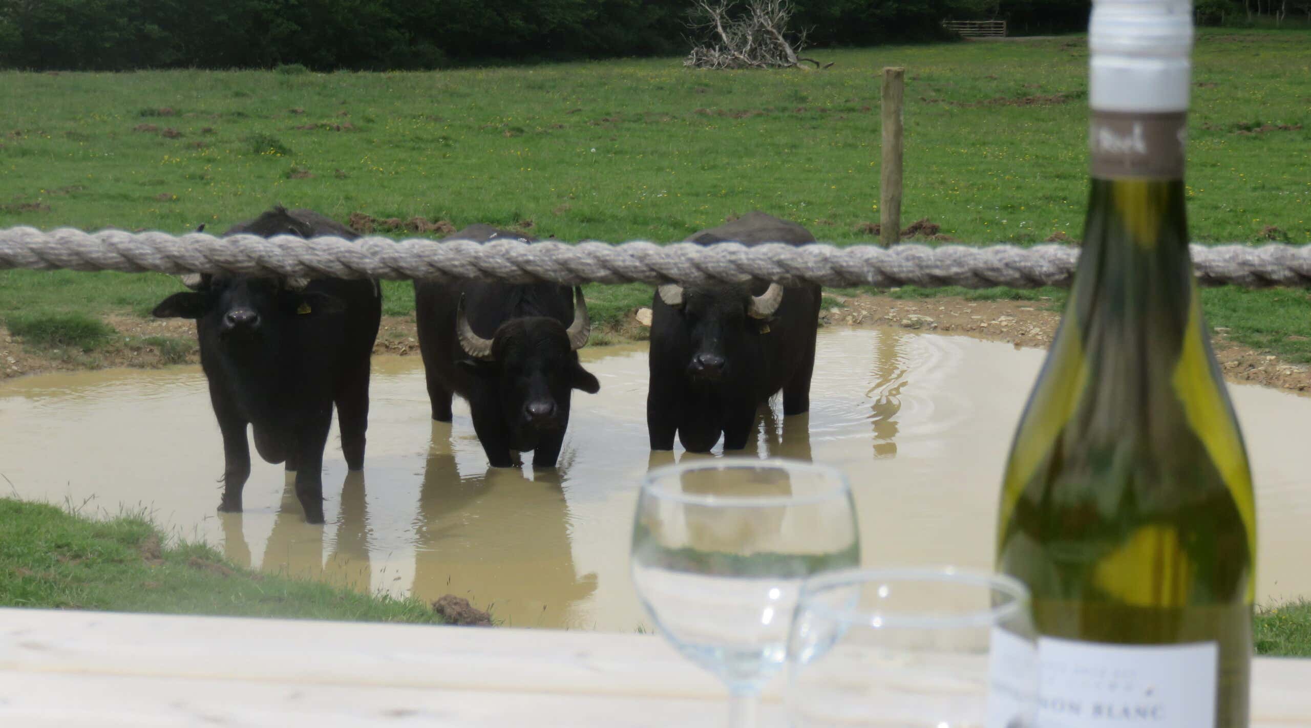 New Scientist. Science news and long reads from expert journalists, covering developments in science, technology, health and the environment on the website and the magazine.