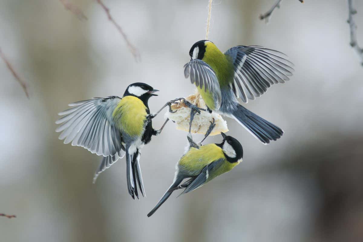 little hungry birds Tits on the bird feeder eating fat; Shutterstock ID 588202970; purchase_order: -; job: -; client: -; other: -