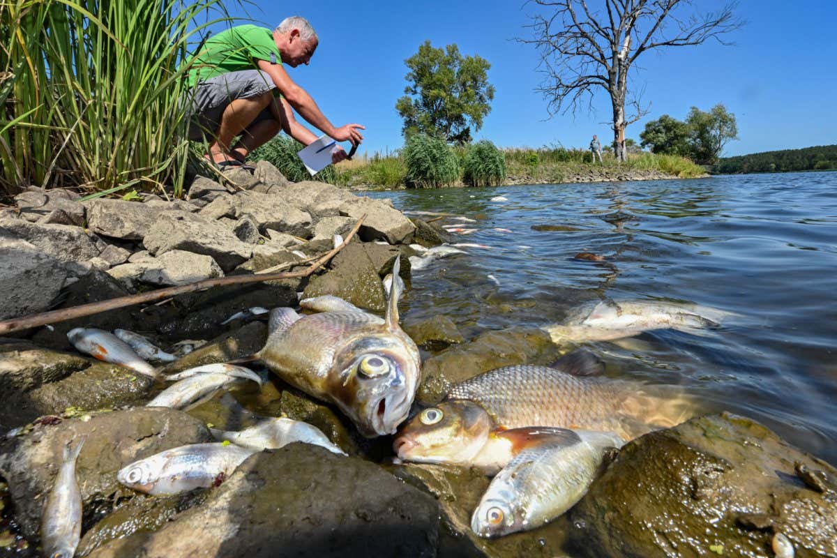 Dead fish in the river Oder near Schwedt, Germany, in August 2022