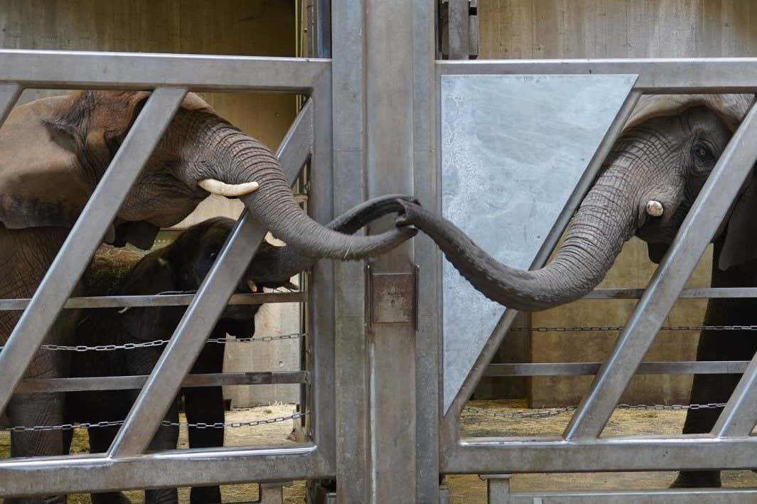 Two elephants embracing with their trunks through the bars of an enclosure