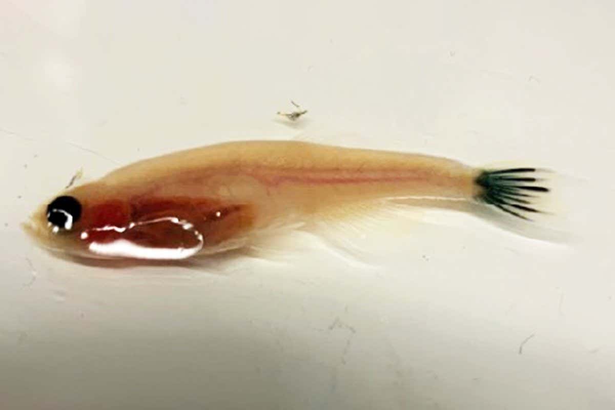 Gel injected into living animals turns into an electrode