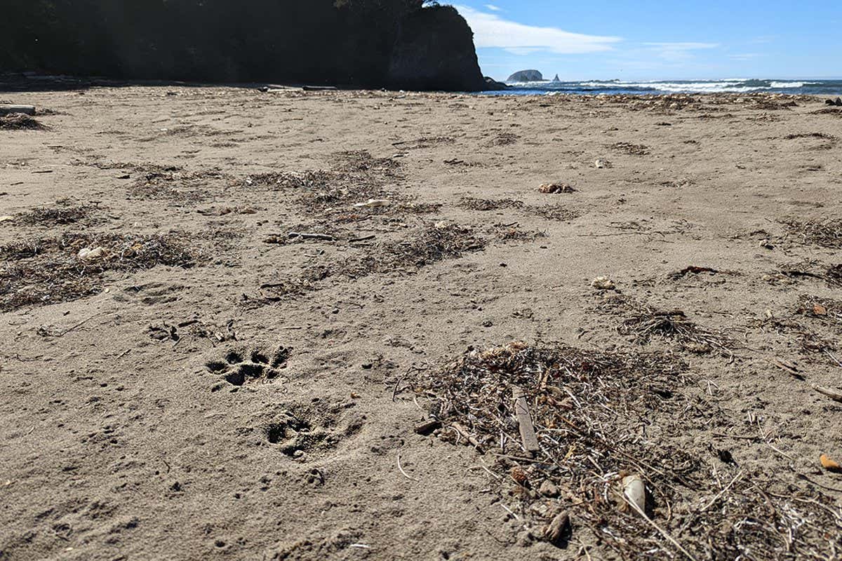In the foreground, two cougar pawprints indent in the sand on a beach in the Pacific Northwest. In the distance, rocky sea stacks stand out in the ocean waves.