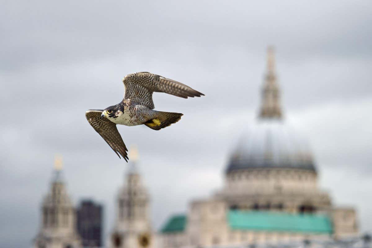 A peregrine falcon in flight with St Paul's Cathedral in the background