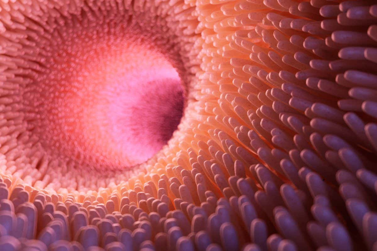 Intestinal implants could one day treat conditions like short bowel syndrome, defined as having a short intestine that affects nutrient absorption