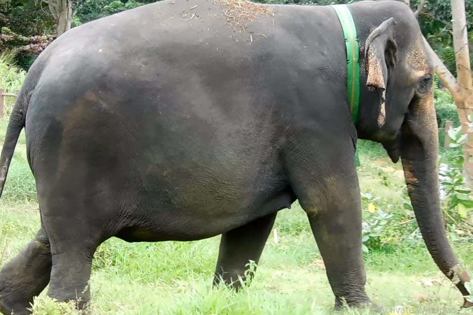 Elephant wearing an electric shock collar