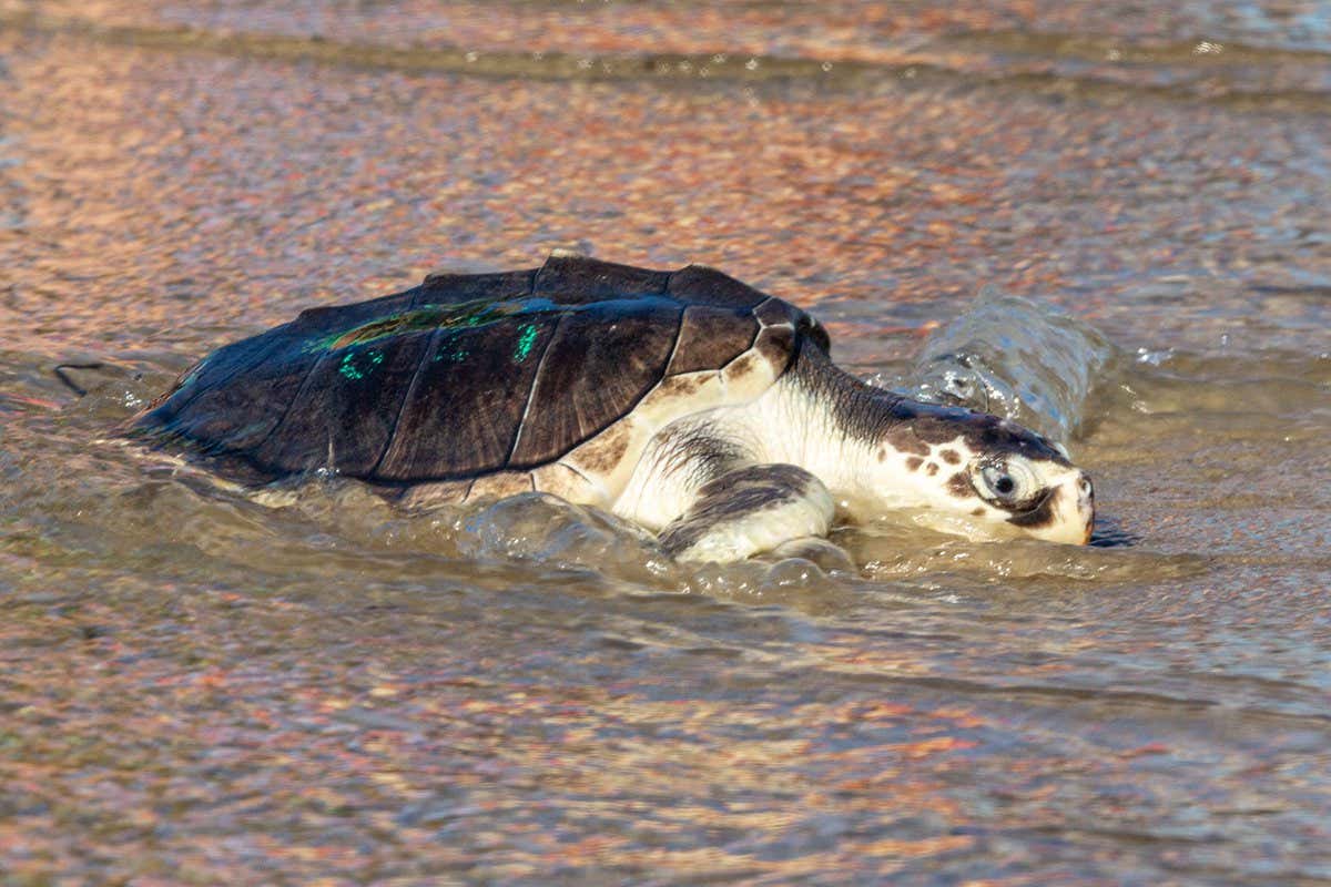 A Kemp's ridley sea turtle makes its way to the ocean on June 29, 2022, at West Dennis Beach in West Dennis, Massachusetts after eight months of rehabilitation at the New England Aquariums sea turtle rehabilitation center in Quincy. - Over 500 were found on the shores of Cape Cod cold-stunned in November and December of 2021. (Photo by Lauren Owens Lambert / AFP) (Photo by LAUREN OWENS LAMBERT/AFP via Getty Images)