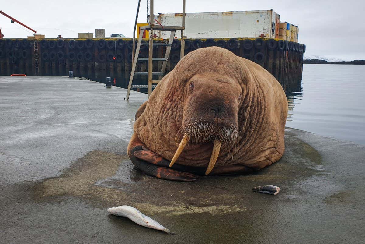 Thor the Walrus has been spotted in Iceland after visiting the UK