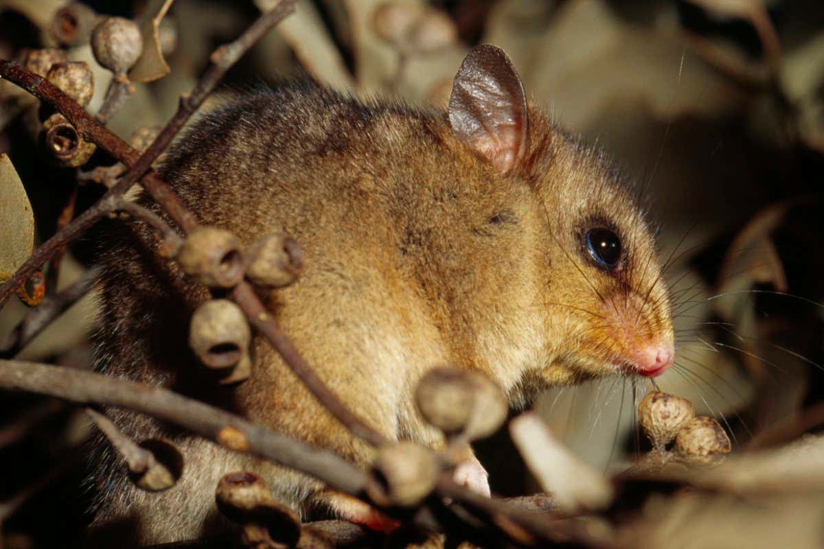 mountain pygmy possum