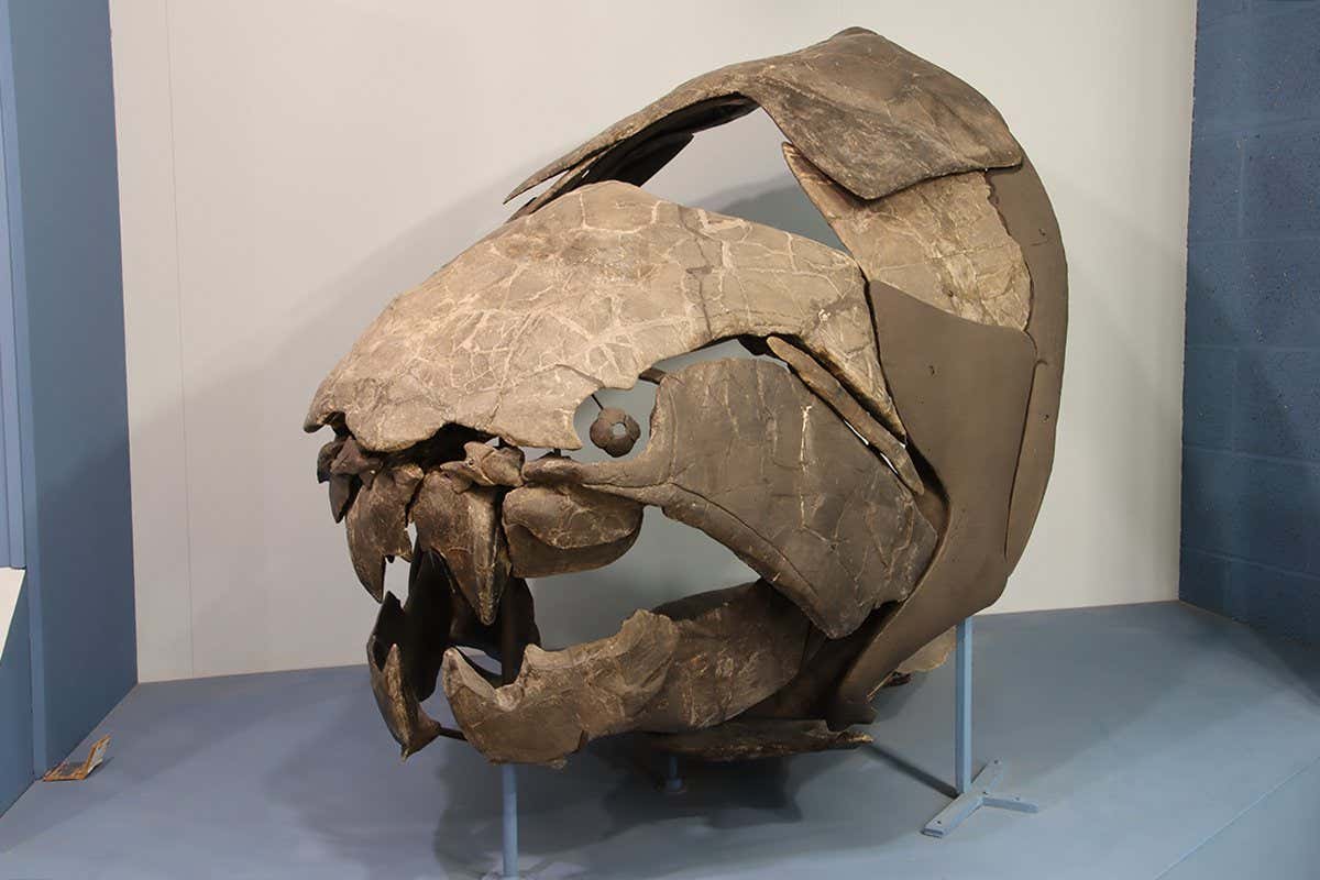 The fossilised skull of a Dunkleosteus