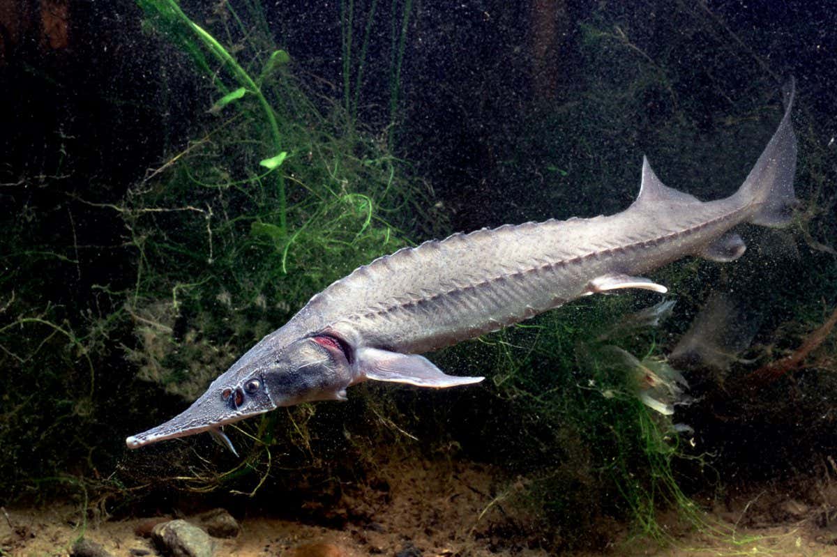 Siberian Sturgeon
