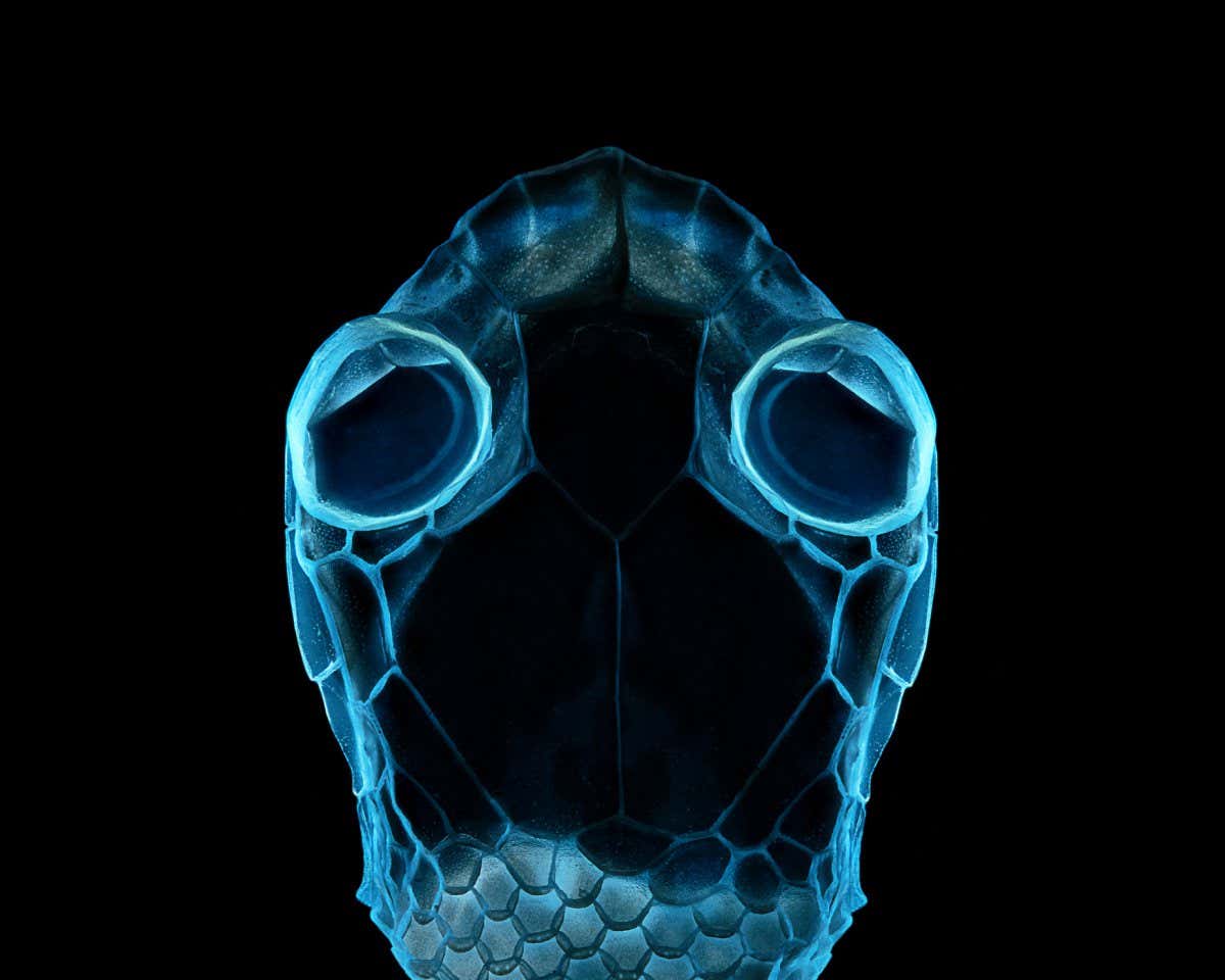Finalist RPS Woman Science Photographer of the Year ?Portrait of an Alien? by Irina Petrova Adamatzky (UK) A photo of the skin of a corn snake (Pantherophis guttatus). It was made using ultraviolet light. It's a scientific fact that snakeskin glows in ultraviolet light which herpetologists use to find snakes in the dark since the end of last century.