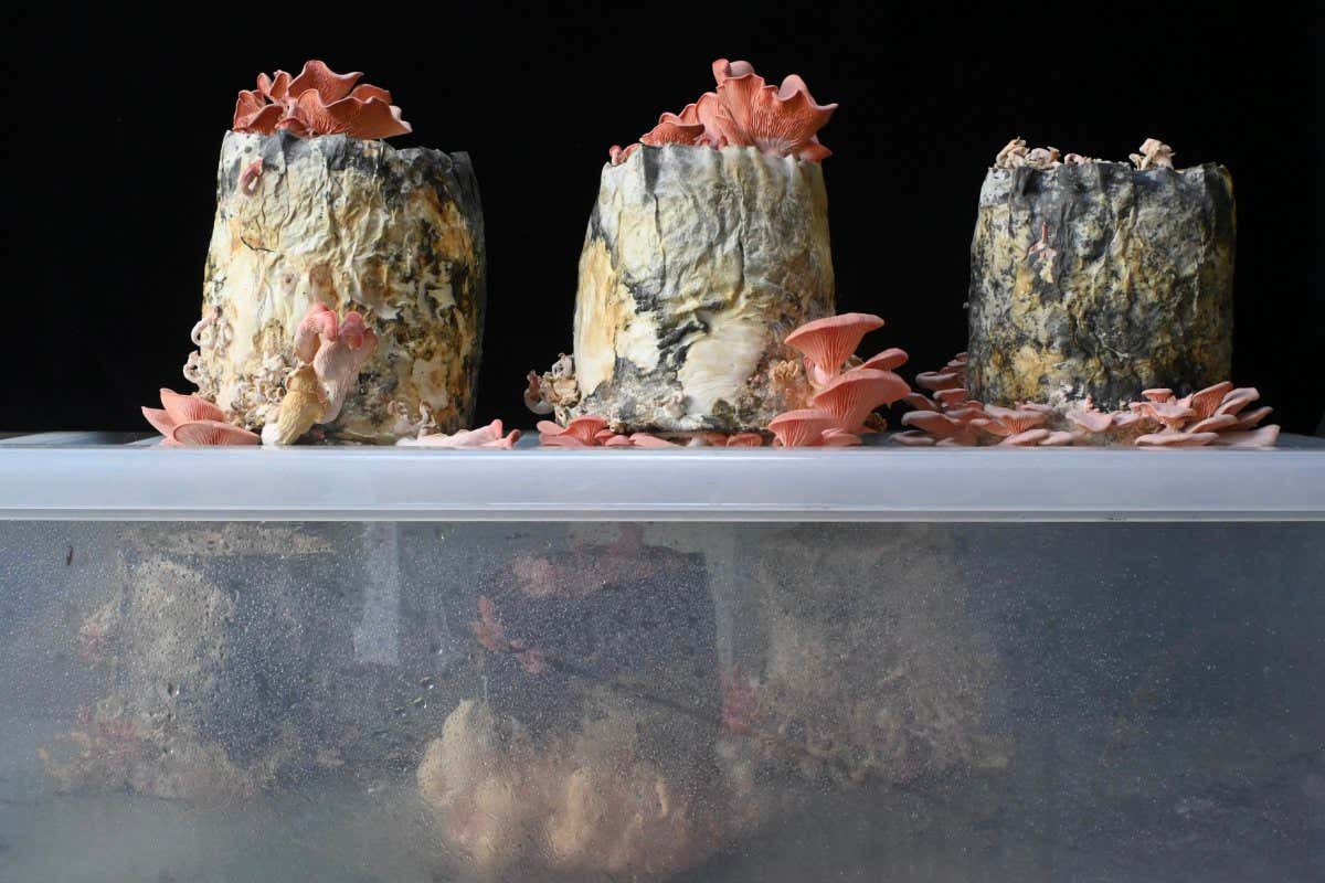 Finalist RPS Woman Science Photographer of the Year ?Colony? by Jindra Jehu (UK) Colony 2022 is a sculptural work made from paper and engine oil which has been transformed by the growth of Pink Oyster Mushrooms. The work questions the ability of the ?grey kingdom? to convert hydrocarbons into fungal sugars. Land and water cleansed through mycoremediation.