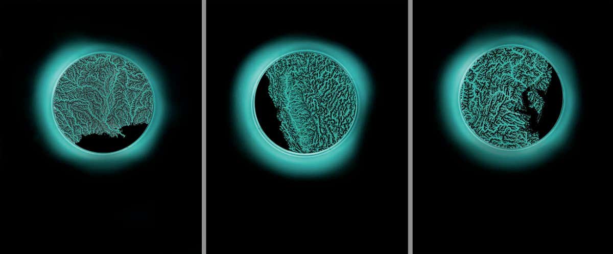 ?Watershed Triptych? by Margaret LeJeune (USA) Watershed Triptych harnesses the light of bioluminescent dino?agellates to illuminate watershed maps from the United States Geological Survey Hydromap project. These organisms, colloquially known as sea sparkle, are also the same marine life that generate red tide algal blooms. Though sometimes naturally occurring, these harmful blooms have been increasing in numbers over the past 30 years as larger and more powerful storms ?ood factory farms causing excessive nutrients to spill into the waterways from CAFO over?ows. These maps represent the three largest watersheds in the United States and the outflow areas where algal blooms have been recorded. RPS Woman Science Photographer of the Year