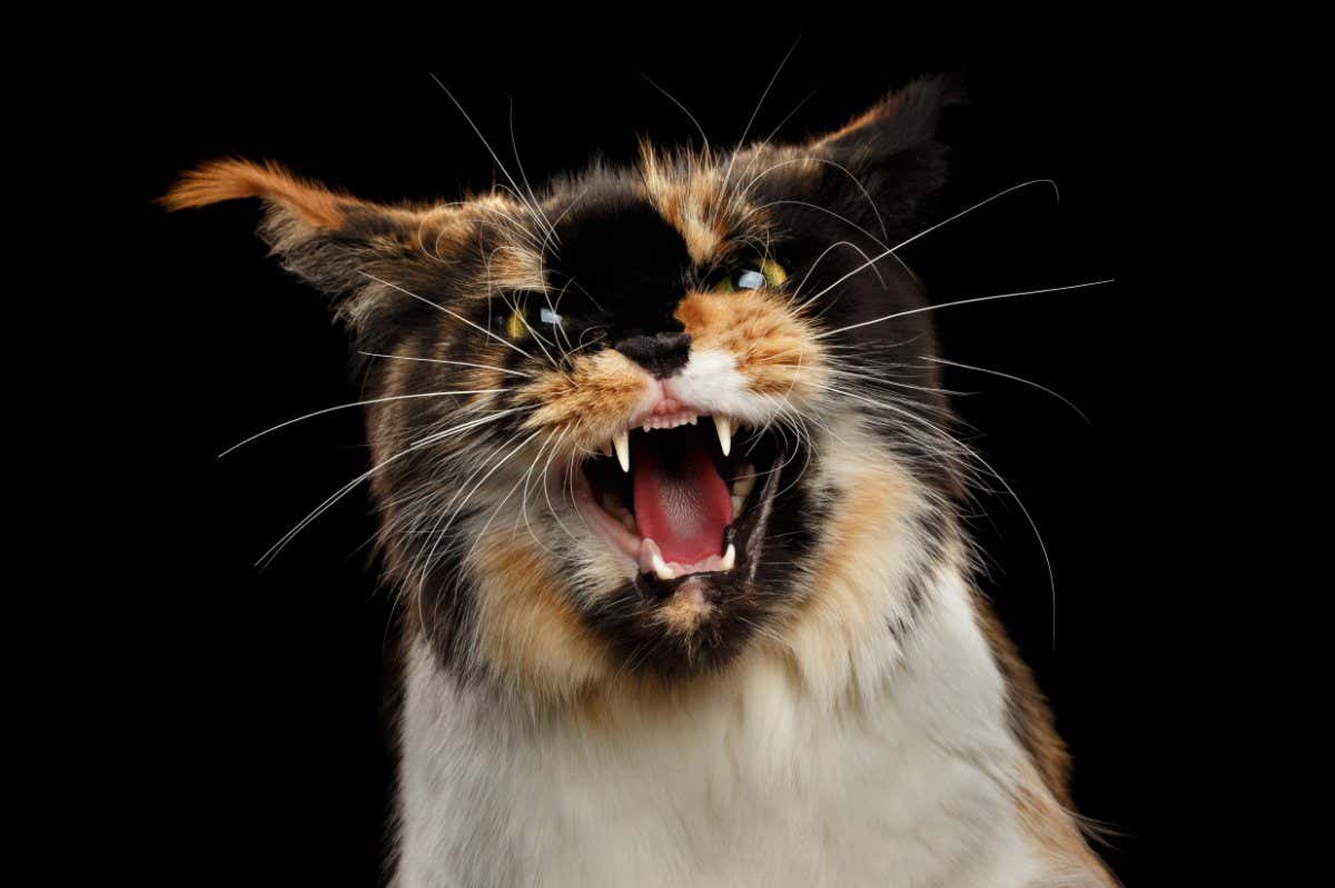 PFCXPY Aggressive Hiss Maine Coon Cat, Looking in Camera Isolated on Black Background