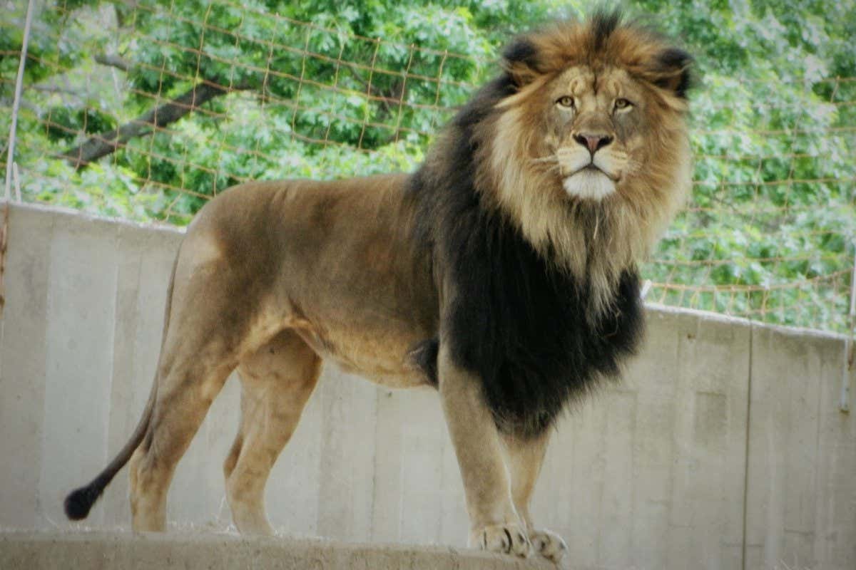 Big cats, such as lions and tigers, have tested positive for the coronavirus before, but this is the first known case of a lion probably transmitting the infection to zoo workers