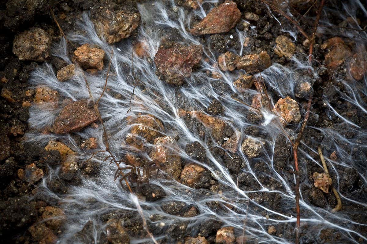 Mycelium of mushroom. Mycorrhizal association, the fungus colonizes the host plant's root tissues. Mycorrhiza is a symbiotic association. Mycorhize. - Image ID: BDF3AY (RF)