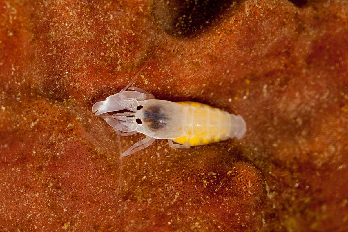 Bigclaw snapping shrimp