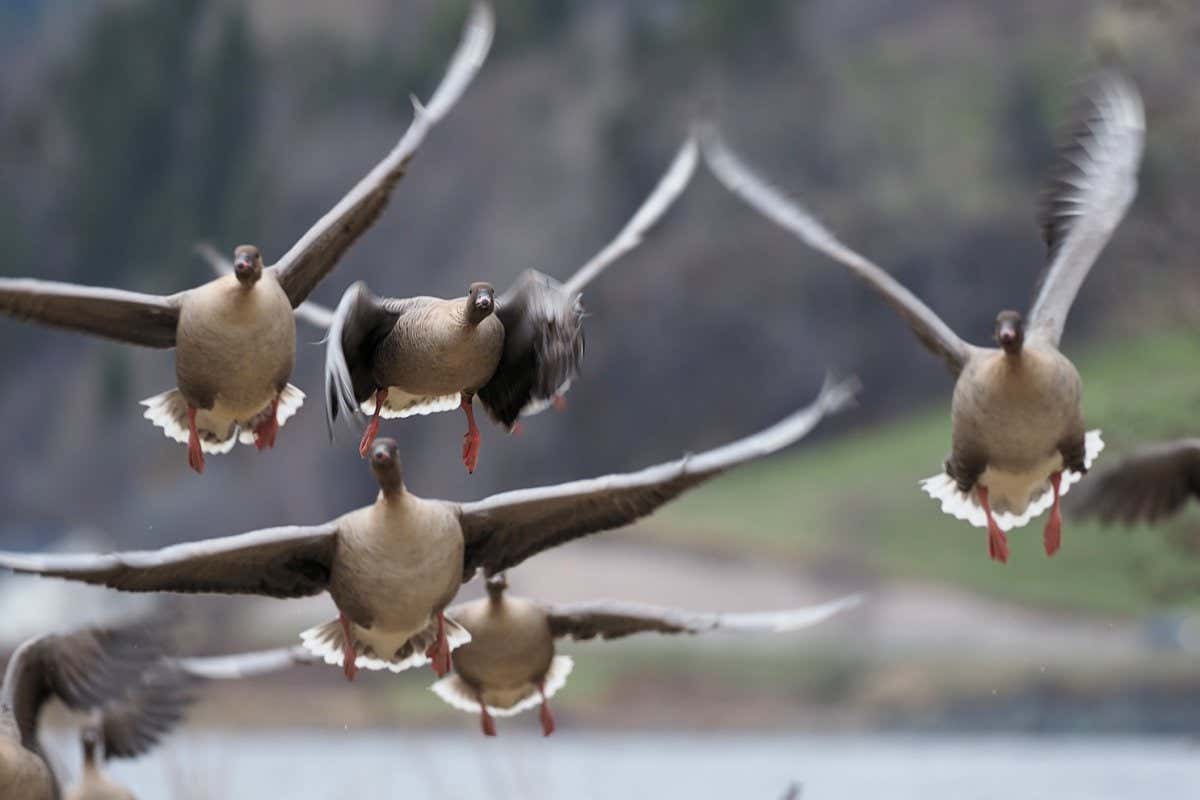 Pink-footed geese are migrating to new breeding grounds