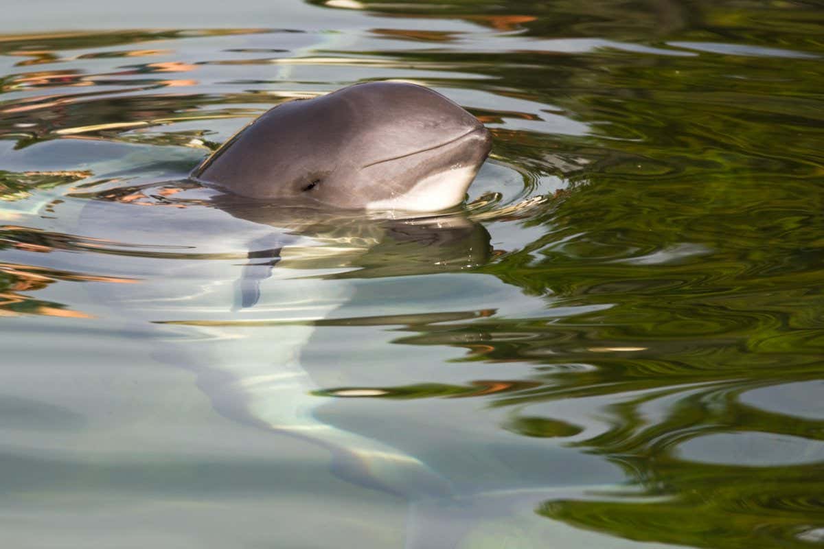 Harbour porpoise or Phocoena phocoena; Shutterstock ID 2137783321; purchase_order: -; job: -; client: -; other: -