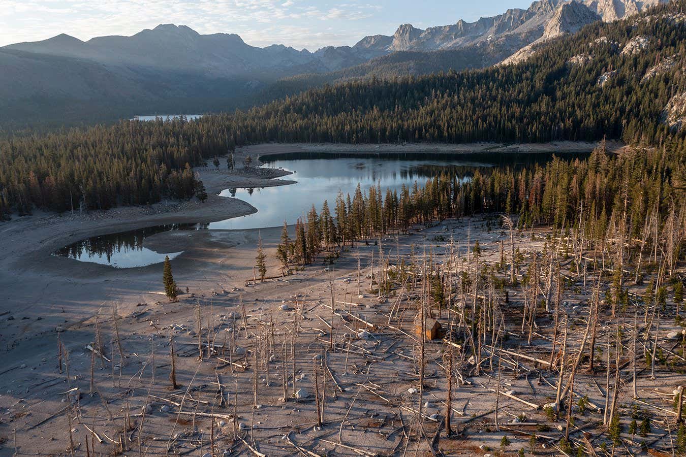 MAMMOTH LAKES, CA - JULY 28: An aerial view of a forest killed by carbon dioxide near drought-shrunken Horseshoe Lake which may again release deadly levels of the greenhouse gas carbon dioxide, on July 28, 2022 near Mammoth Lakes, California. During a series of earthquakes in 1989 and 1990, magma movement opened underground cracks that began releasing Carbon dioxide (CO2) gas that killed a nearby section of forest. The invisible, odorless and tasteless gas is heavier than air and tends to settle over the lake and in snow, and could quickly prove deadly to humans in large amounts. The overwhelming majority of climate-effecting greenhouse gas emissions by humans is carbon dioxide. (Photo by David McNew/Getty Images)