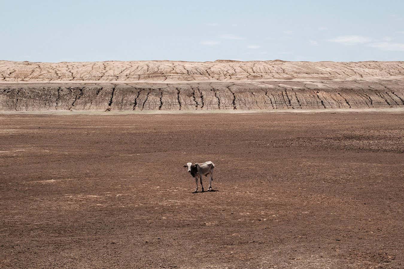 An emaciated cow stands at the bottom of the water pan that has been dried up for 4 months in Iresteno, a bordering town with Ethiopia, on September 1, 2022. - The devastating Horn of Africa drought is set to get even worse with a fifth consecutive failed rainy season, the UN's weather agency forecasted, fearing an unprecedented humanitarian catastrophe. Ethiopia, Kenya and Somalia are already going through their worst drought for 40 years and another poor rainy season is now highly likely, the World Meteorological Organization (WMO) warned. (Photo by Yasuyoshi CHIBA / AFP) (Photo by YASUYOSHI CHIBA/AFP via Getty Images)