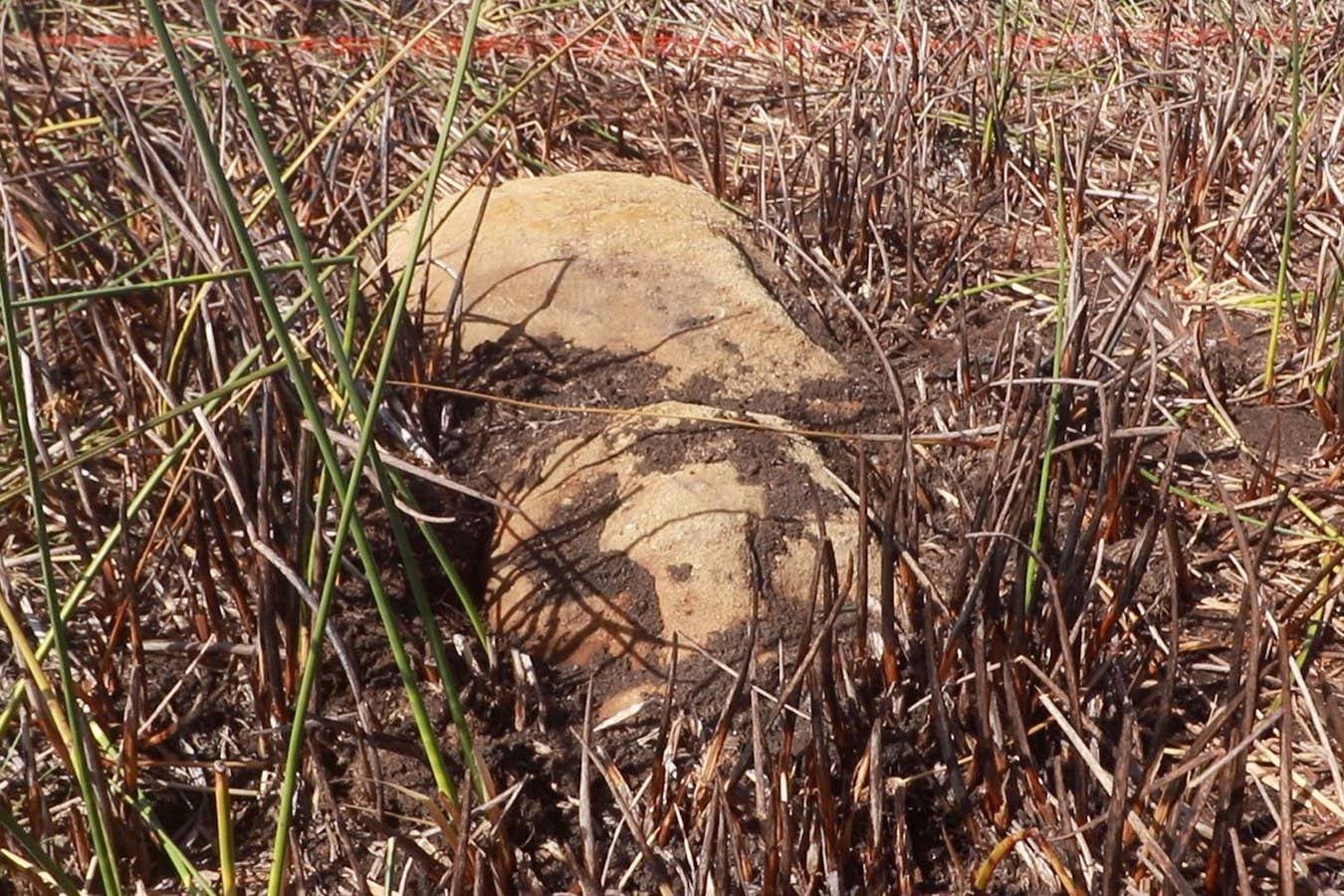 The newly discovered Moai statue found on Rapa Nui, also known as Easter Island