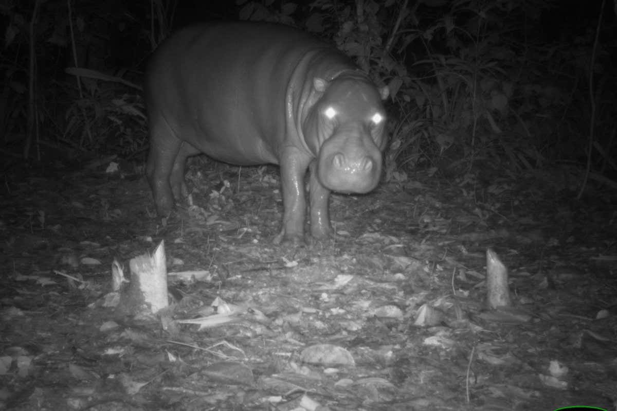 Pygmy hippo photographed using a camera trap
