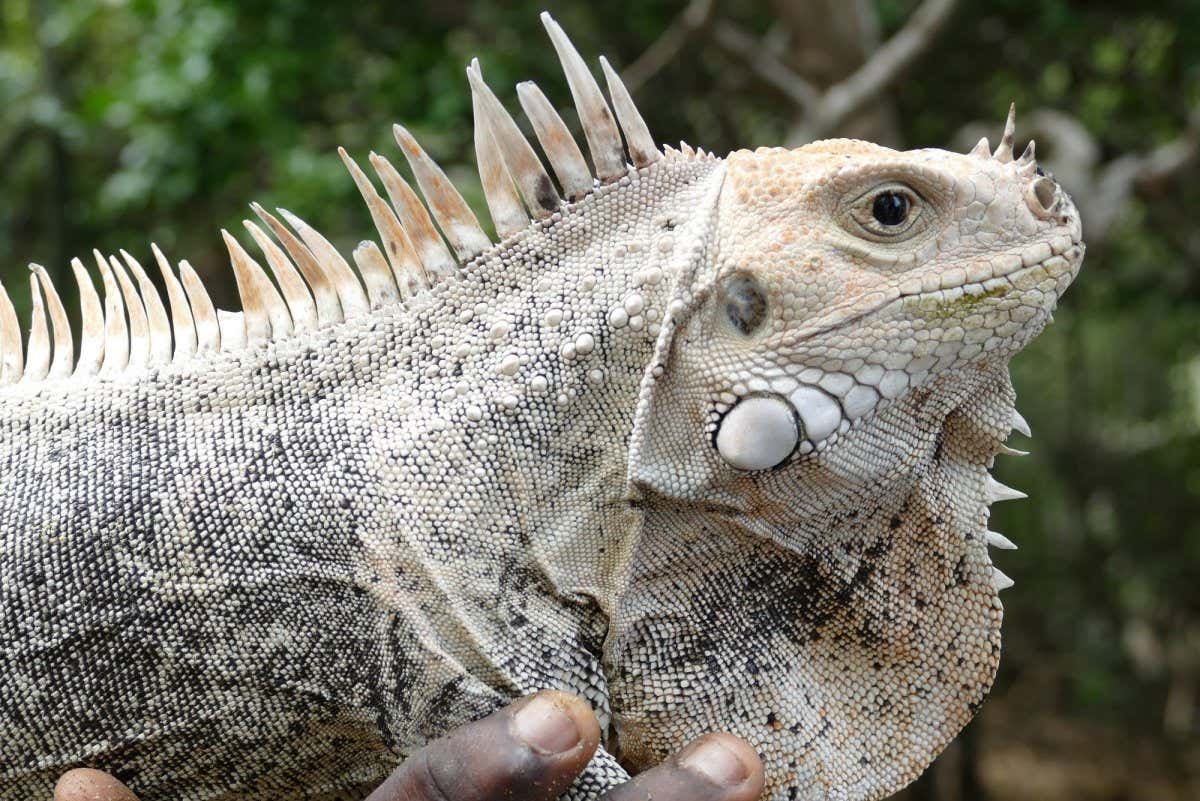Adult male Grenadines pink rhino iguana (Iguana insularis insularis) on Palm Island
