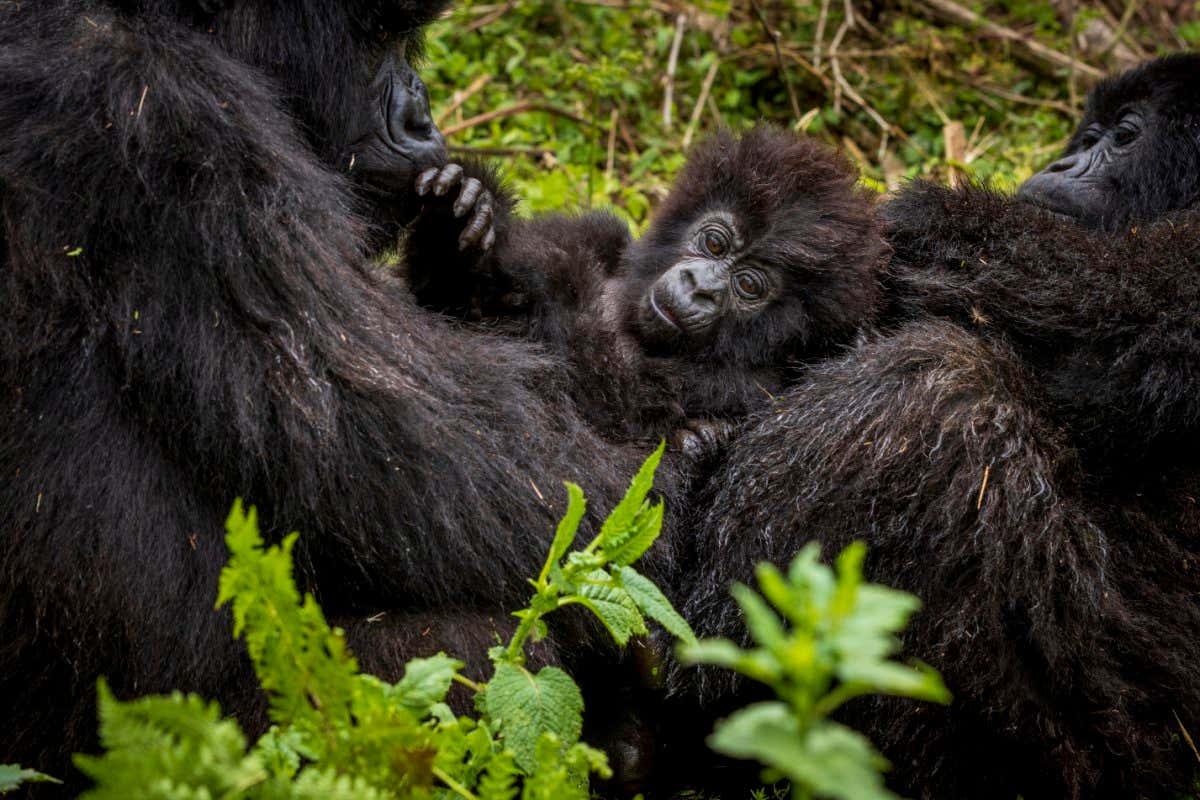 Hirwa family of mountain gorillas in Volcanoes National Park