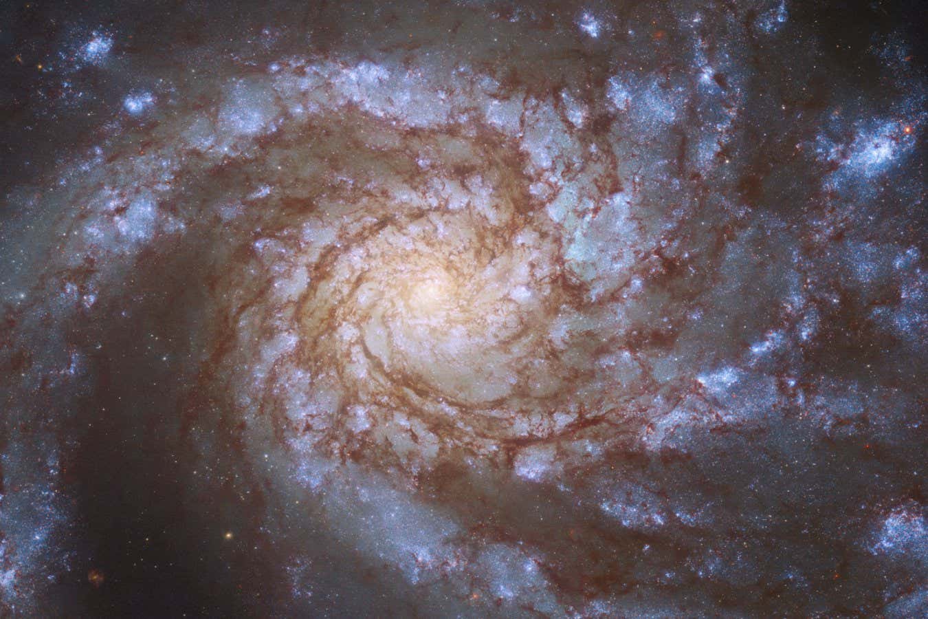 The magnificent spiral galaxy M99 fills the frame in this image from the NASA/ESA Hubble Space Telescope. M99 ??? which lies roughly 42 million light-years from Earth in the constellation Coma Berenices ??? is a ???grand design??? spiral galaxy, so-called because of the well-defined, prominent spiral arms visible in this image. M99 was captured by Hubble???s Wide Field Camera 3 on two separate occasions, helping astronomers study two entirely different astronomical phenomena.?? The first set of observations aimed to explore a gap between two different varieties of cosmic explosions; novae and supernovae. Novae, which are caused by the interactions between white dwarfs and larger stars in binary systems, are far less bright than the supernovae which mark the catastrophically violent deaths of massive stars. However, current astronomical theories predict that sudden, fleeting events could occur that shine with brightnesses between those of novae and supernovae. Despite being described by astronomers as being shrouded in mystery and controversy, just such an event was observed in M99. Astronomers turned to Hubble???s keen vision to take a closer look and precisely locate the fading source. The second set of observations were part of a large Hubble project which aims to chart the connections between young stars and the clouds of cold gas from which they form. Hubble inspected 38 nearby galaxies, identifying clusters of hot, young stars. These galaxies were also observed by the Atacama Large Millimeter/submillimeter Array (ALMA), a colossal radio telescope consisting of 66 individual dishes perched high in the Chilean Andes. The combination of Hubble???s observations of young stars and ALMA???s insight into clouds of cold gas will allow astronomers to delve into the details of star formation, and paves the way for future science with the NASA/ESA/CSA James Webb Space Telescope.??