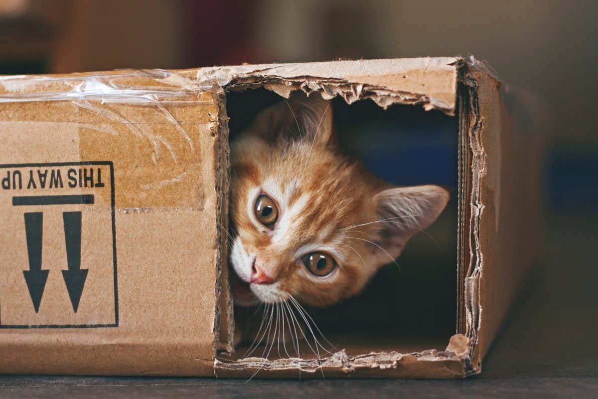 Ginger kitten playing with a cardboard box.