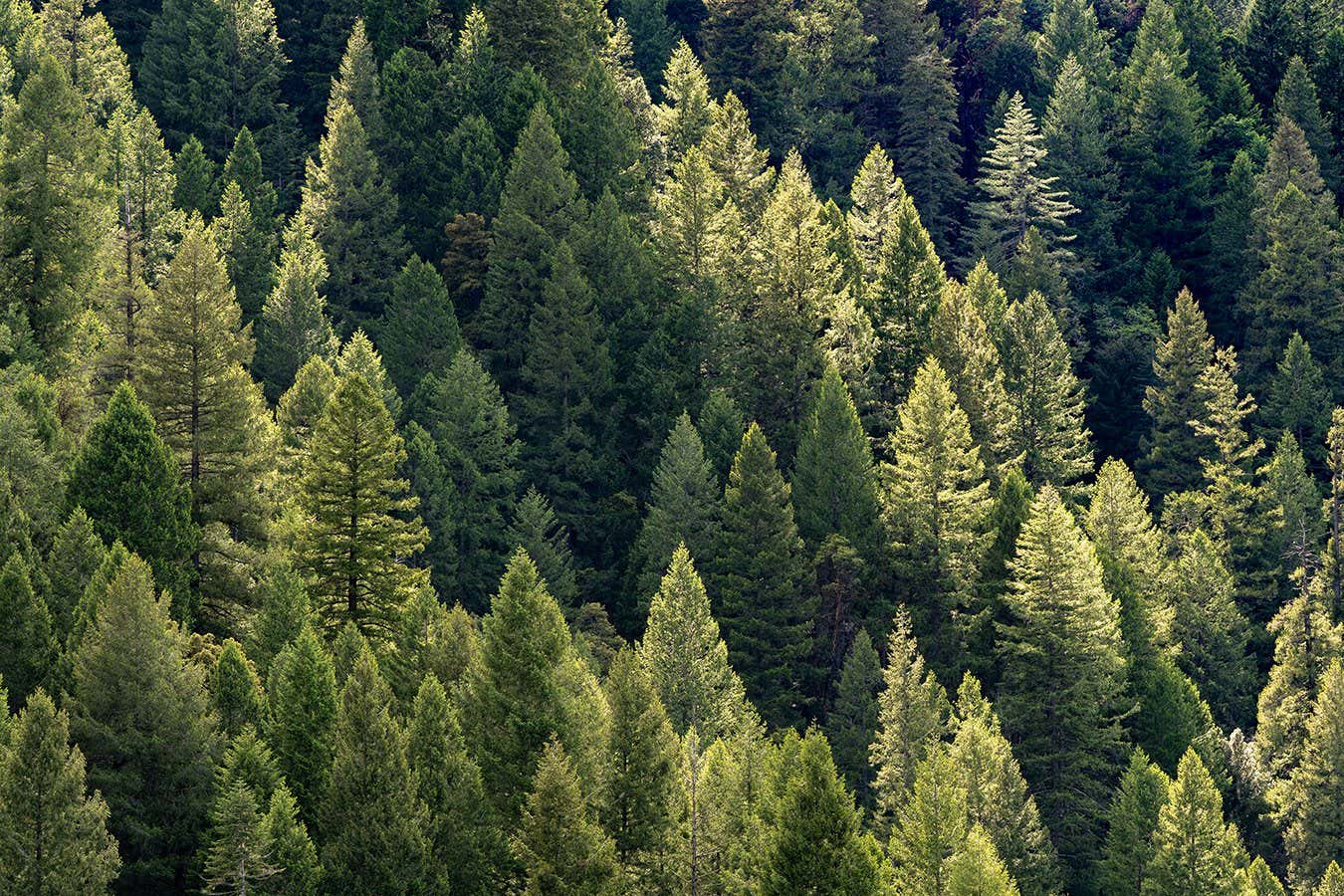 New Scientist. Science news and long reads from expert journalists, covering developments in science, technology, health and the environment on the website and the magazine.